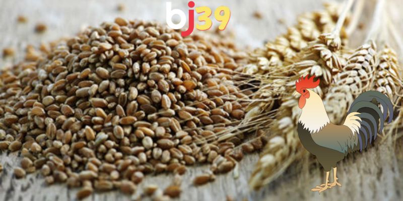 Tầm quan trọng của ngũ cốc trong chế độ dinh dưỡng cho gà đá