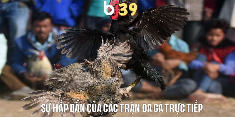 Yếu tố tạo nên sức hấp dẫn của đá gà trực tiếp là gì?