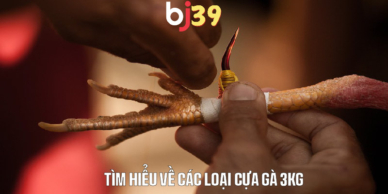 Gà 3kg đá cựa bao nhiêu với cựa dao, cựa tròn và cựa sắt