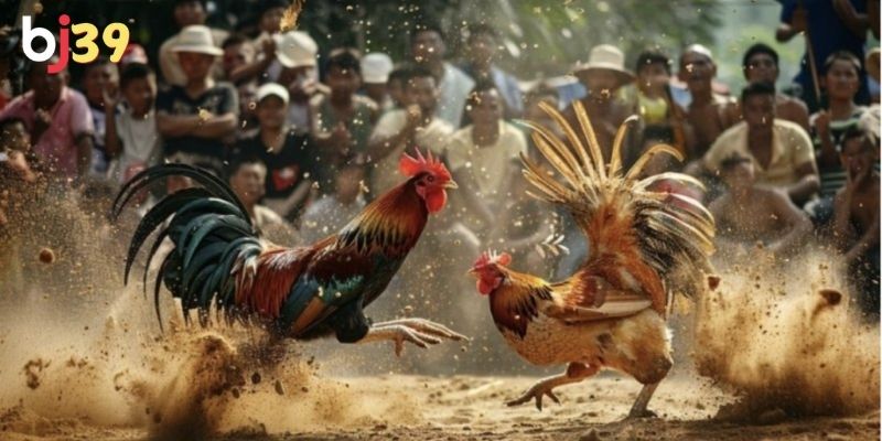 Cách đọc kèo chấp đá gà khá đơn giản