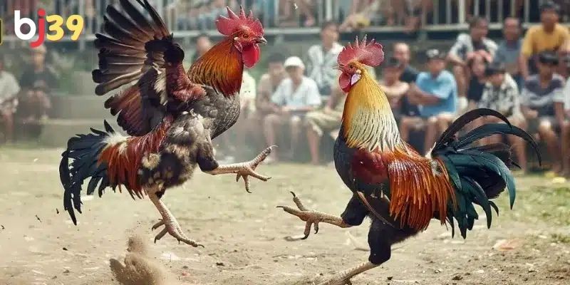 Chiến kê mạnh hơn sẽ chấp đối thủ một số điểm nhất định