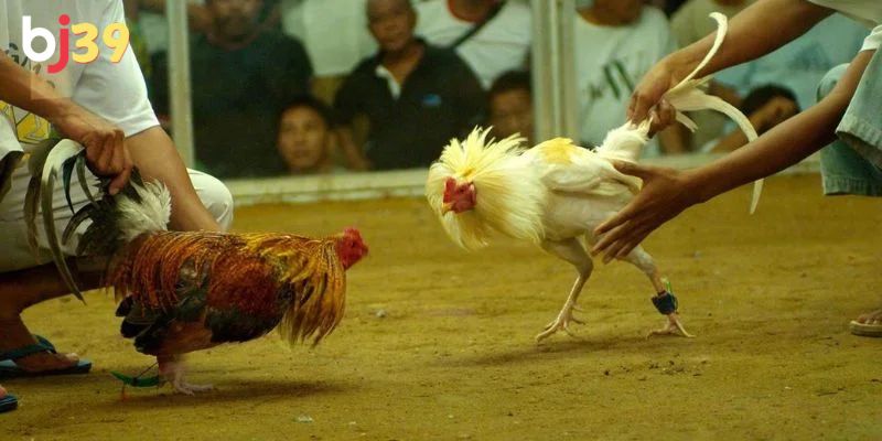 Có nhiều loại cược cho người chơi lựa chọn