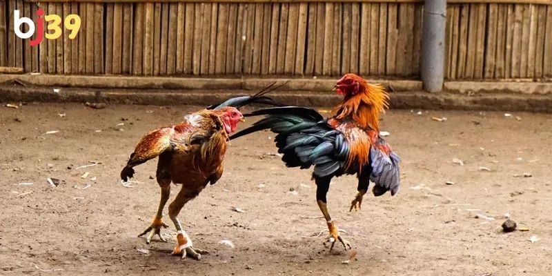 Có rất nhiều chiến kê nổi tiếng tại đây