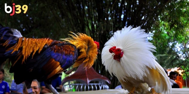Cộng đồng tham gia đá gà tại đây cực kỳ đông đảo