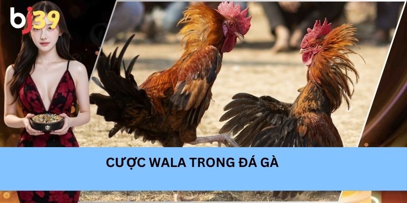 Cược Wala có tỷ lệ ăn cực cao