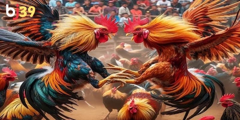 Đa dạng hình thức đá gà cho bạn tham gia