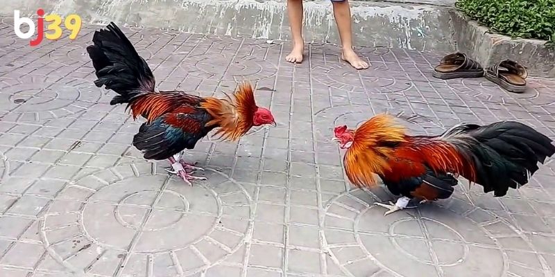 Đá gà tre tại BJ39 không bao giờ nhàm chám