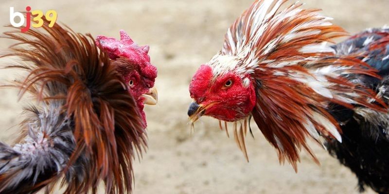 Người chơi đặt cược cho chiến kê đối thủ