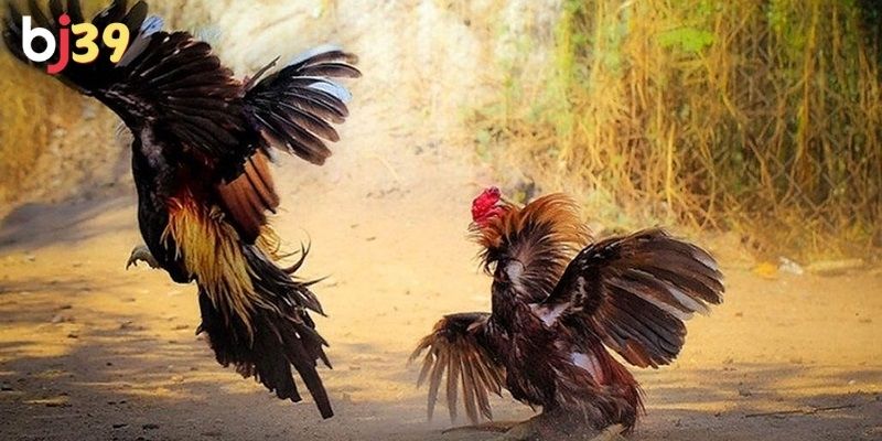 Phân tích kỹ các chiến kê trước khi đặt cược
