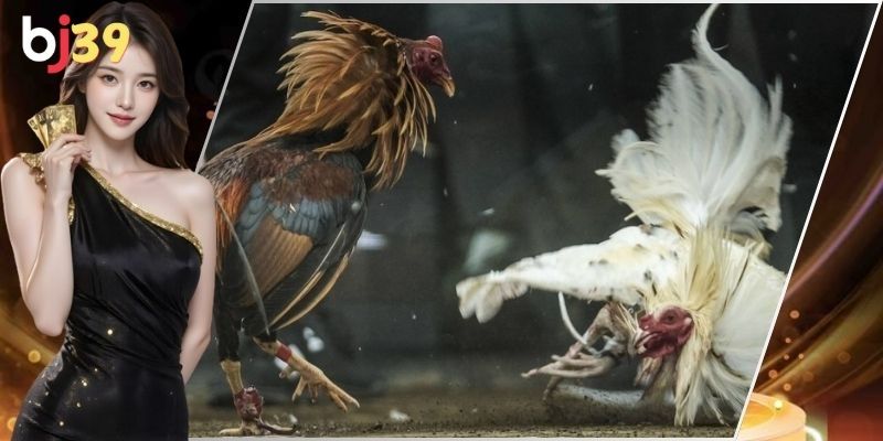 Sân chơi chuyên nghiệp, chất lượng cao